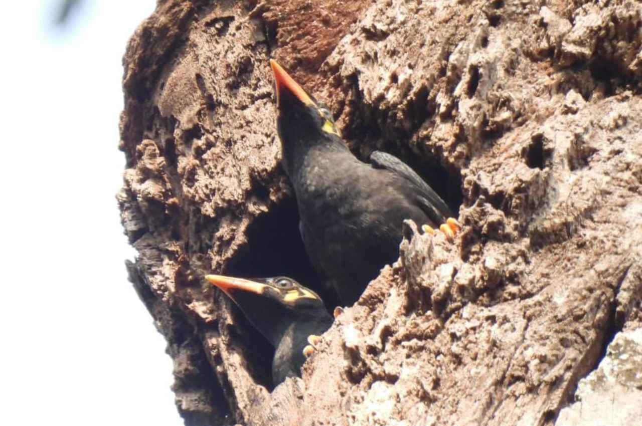 Chhattisgarh: राष्ट्रीय उद्यान से लगे गांवों तक गूंजी राजकीय पक्षी की मीठी बोली, स्कूलों में चलाए जा रहे हैं जागरुकता अभियान
