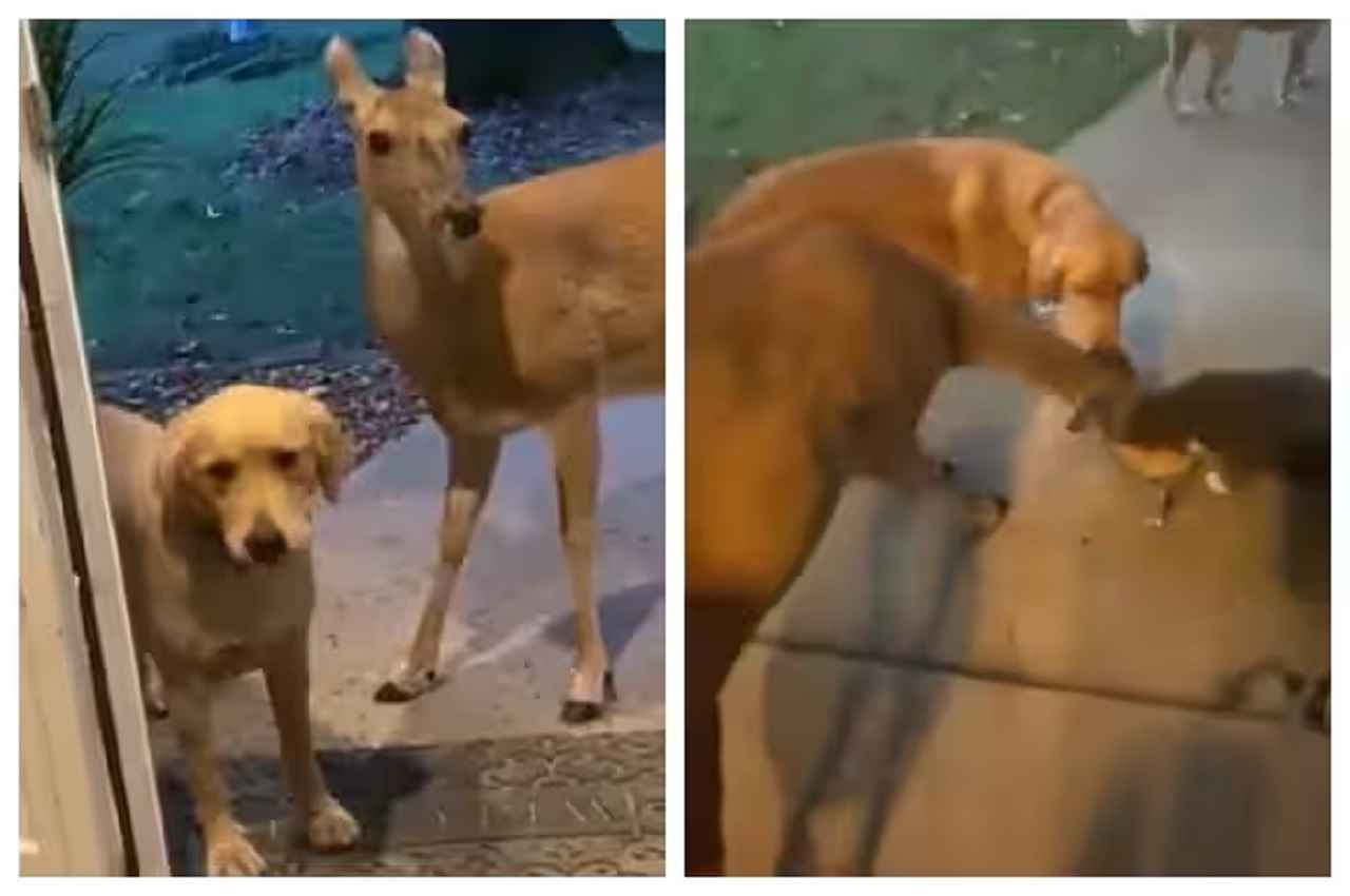 VIDEO: रात के खाने के लिए डॉग और हिरण के बीच दिखी जबरदस्त बॉन्डिंग, मां ने बड़े प्यार से परोसा