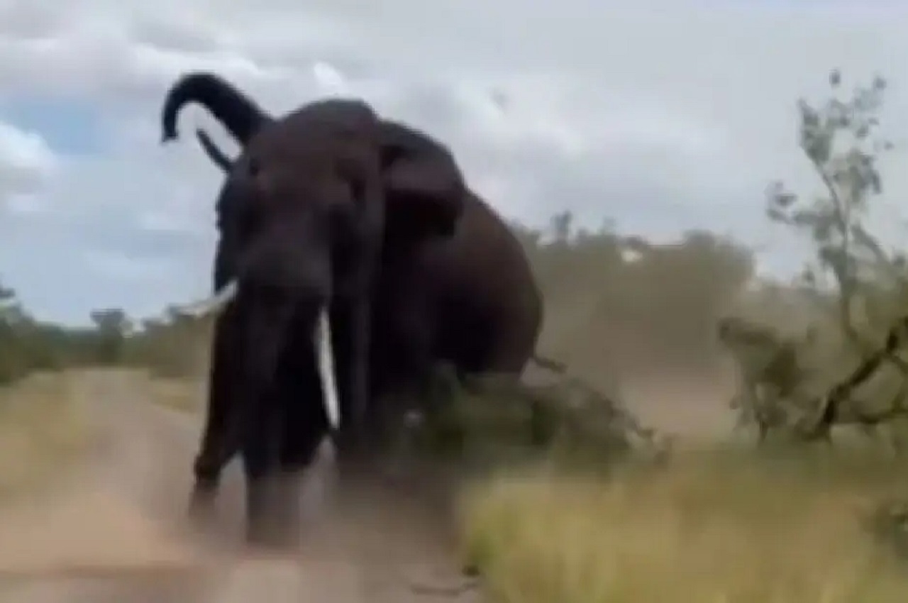 elephant fight