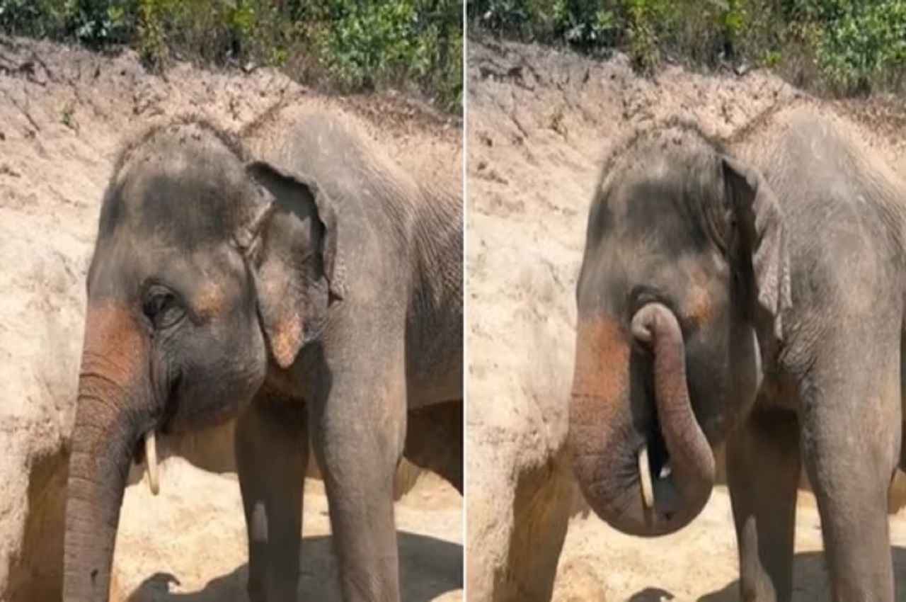 Viral Video: हाथी के बच्चे की इस एक हरकत ने हिलाया इंटरनेट, बार-बार देख रहे लोग