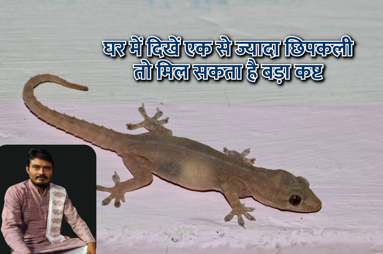 lizard in home good or bad, lizard falling on head, chipkali bhagane ka tarika, jyotish tips