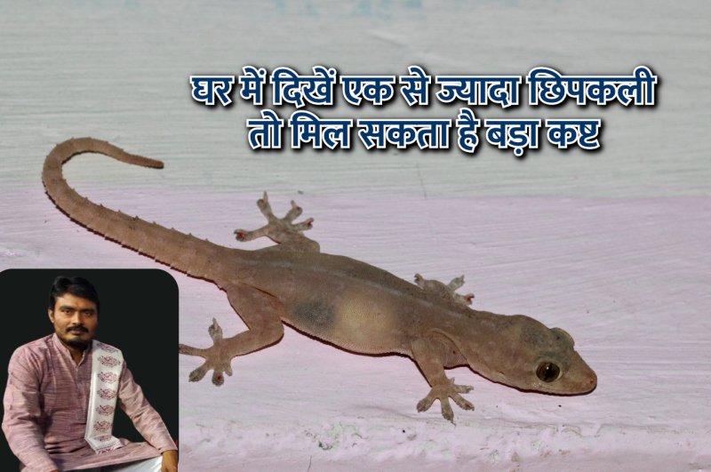 lizard in home good or bad, lizard falling on head, chipkali bhagane ka tarika, jyotish tips