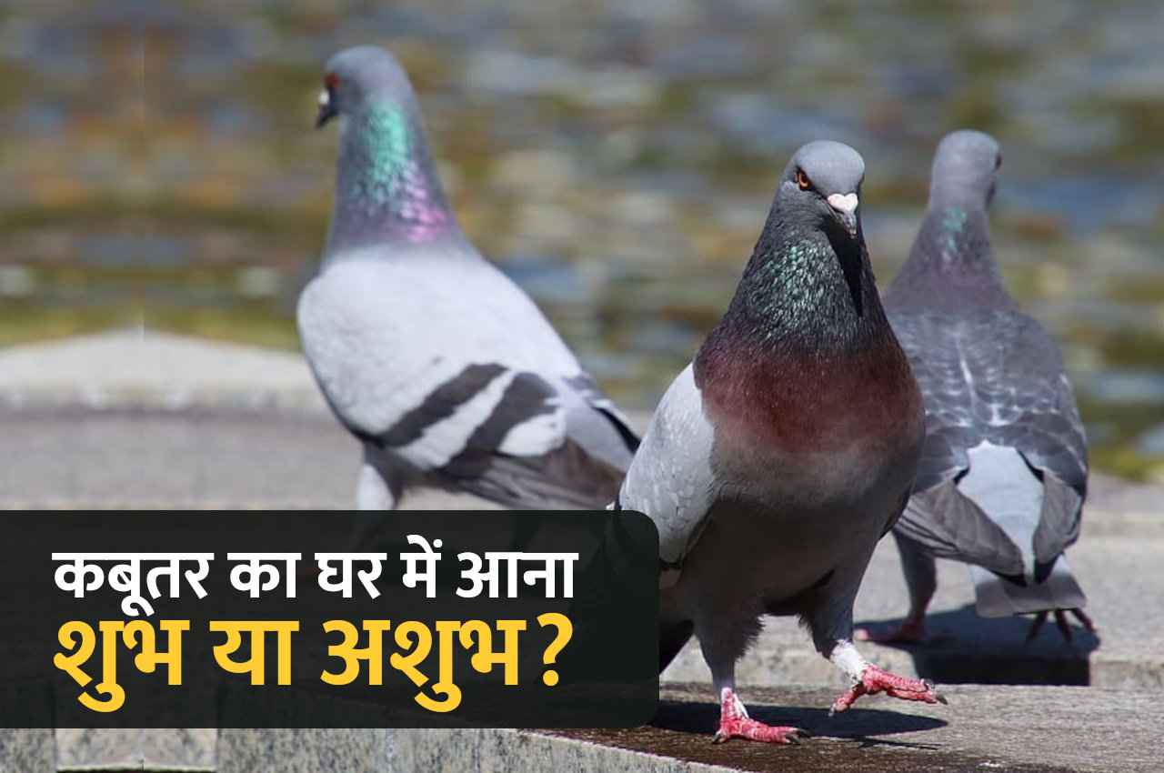 Shakun Shastra: कबूतर जा जा नहीं, बोलें- आ आ आ, जल्द मिलेंगे चमत्कारी फायदे