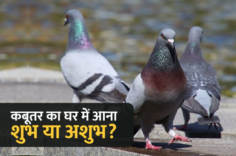 Jyotish tips, astrology, vastu tips, shakun shastra, piegon in house, vastu tips in hindi,
