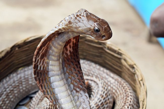 Jyotish Tips, jyotish tips in hindi, swapna vichar, shakun shastra