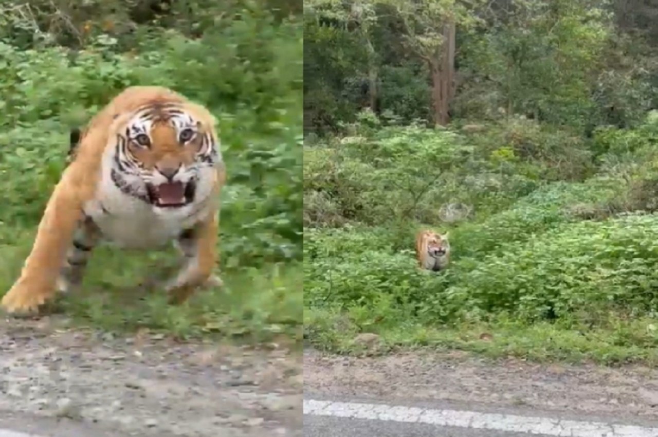 tiger attacks