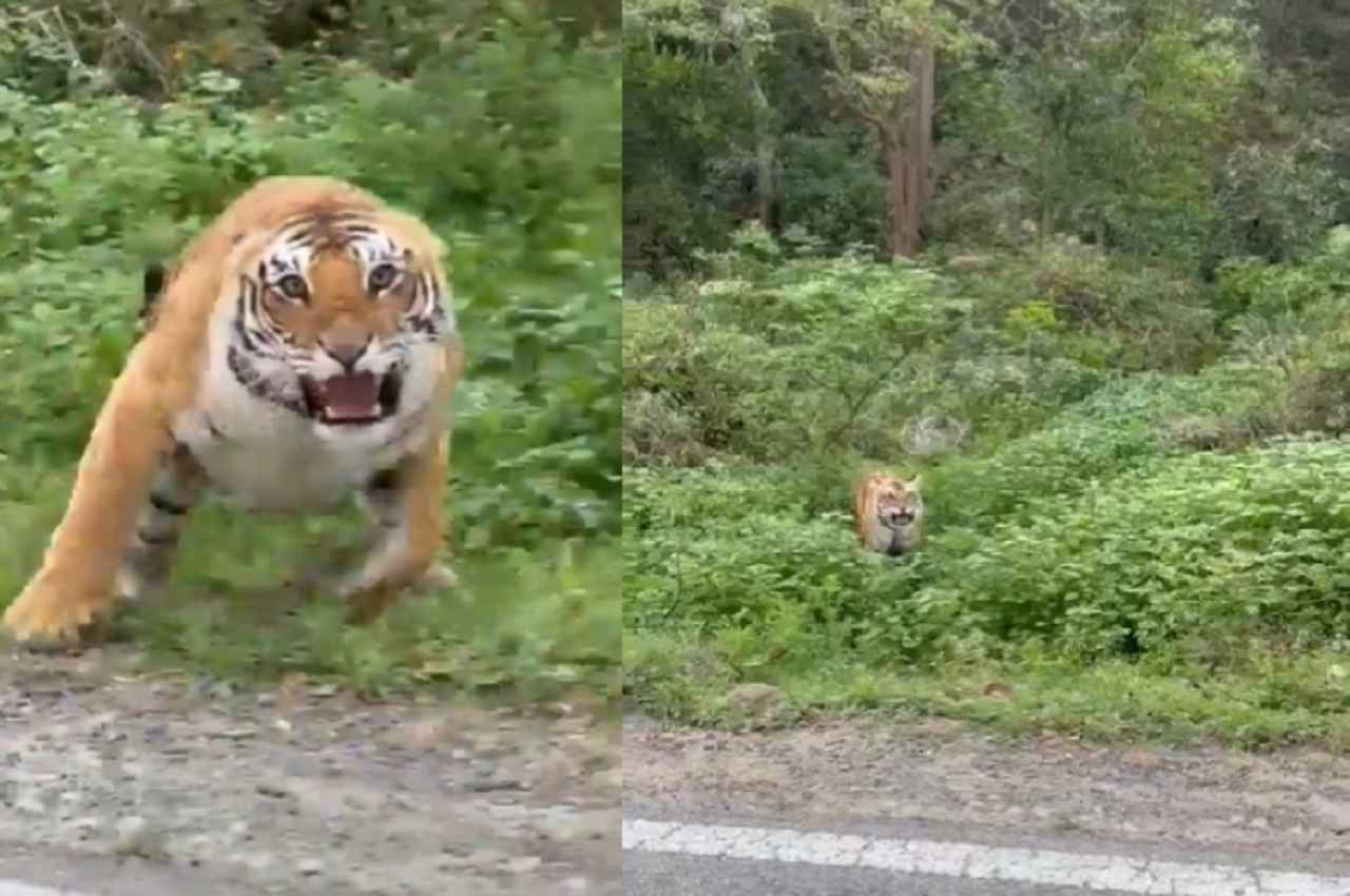 Uttarakhand: जिम कॉर्बेट नेशनल पार्क में बाघ ने पर्यटक वाहन पर किया हमला, सामने आया VIDEO