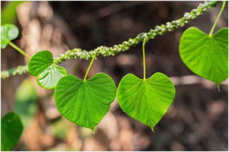 Benefits Of Giloy
