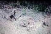 Cheetah cub dies Kuno