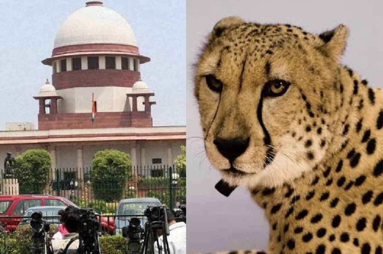 कूनो नेशनल पार्क में चीतों की मौत पर सुप्रीम कोर्ट ने जताई चिंता, कहा- राजस्थान शिफ्ट करने पर विचार करे केंद्र