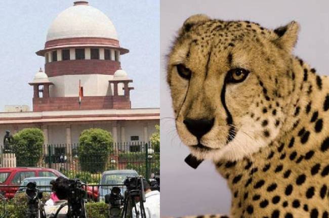 Cheetashs Relocating From Kuno Supreme Court, cheetah deaths, relocating cheetahs from Kuno, Kuno National Park, Cheetashs shifted to Rajasthan