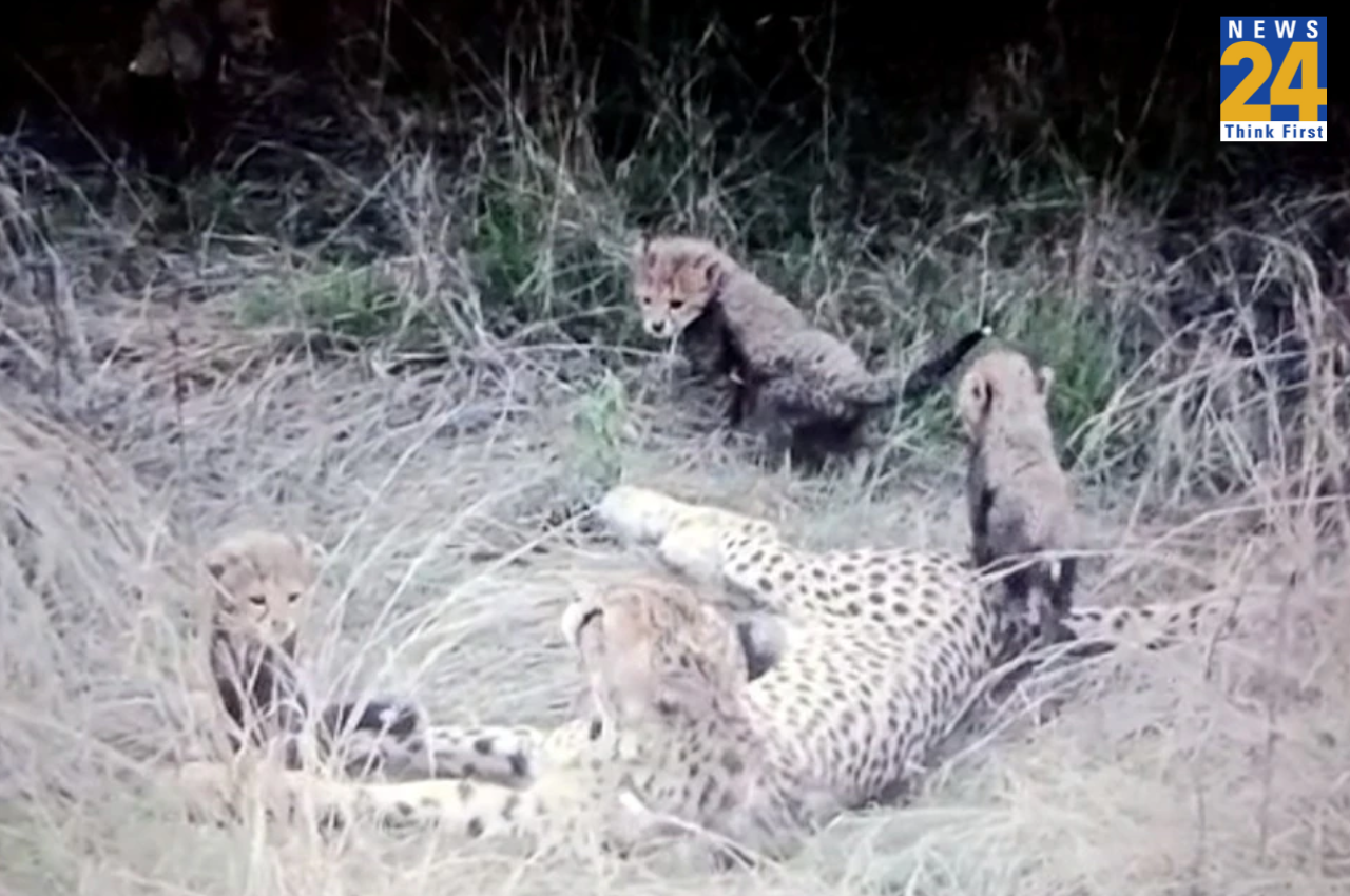 Madhya Pradesh, Cheetah Jwala, Kuno National Park, Cheetah Death Case, Sheopur News