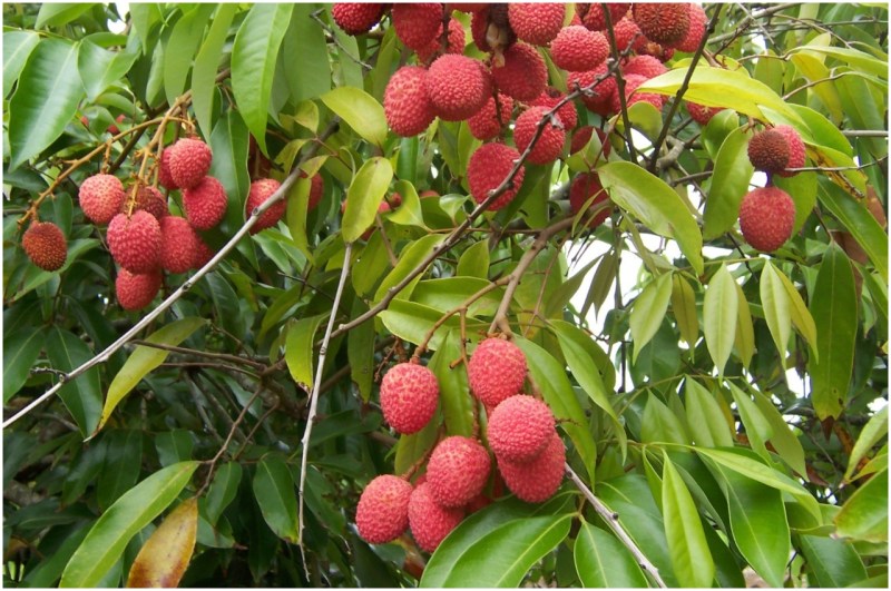 Litchi Benefits in Summers