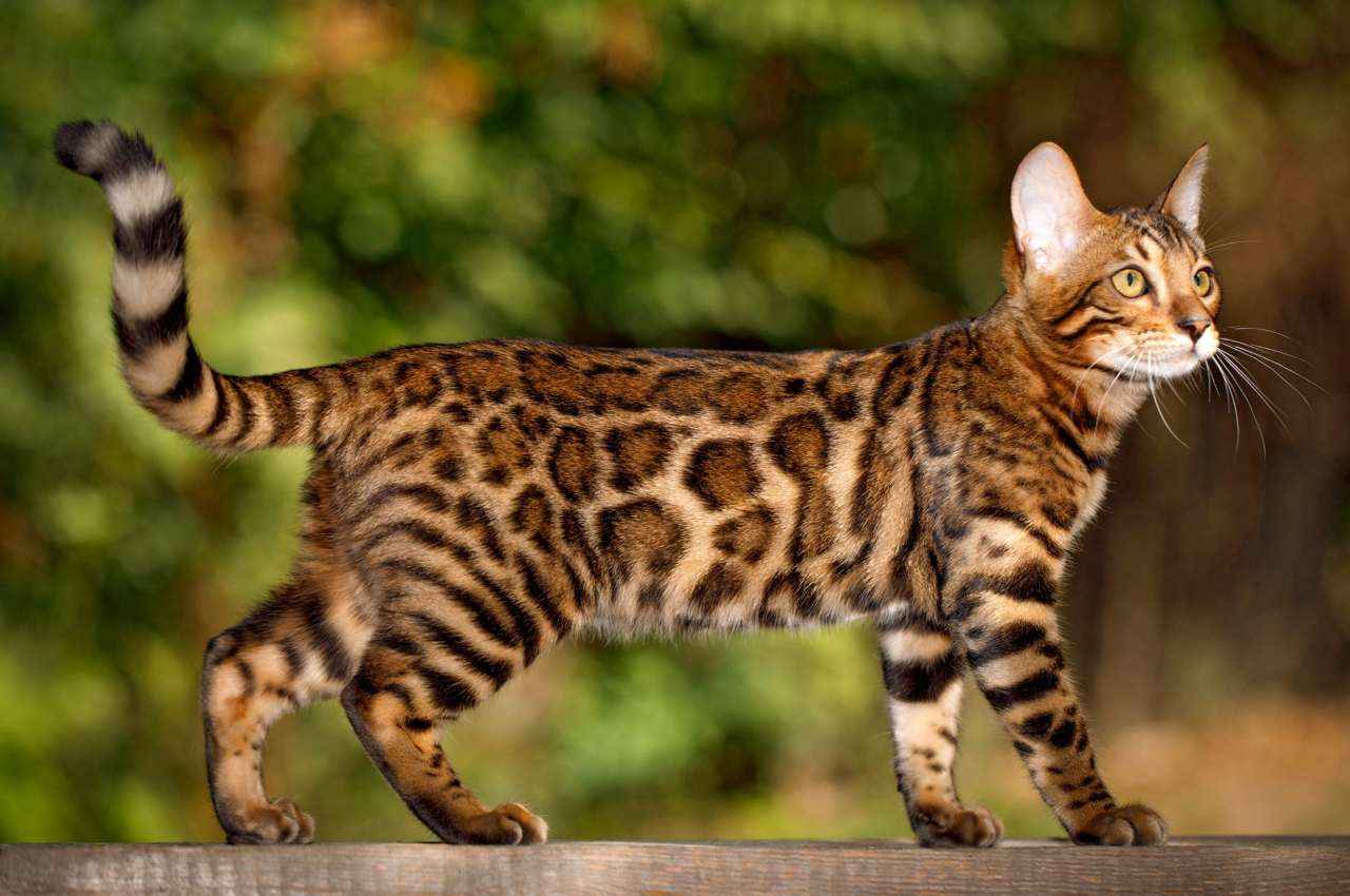 UP News, Bulandshahr News, Bengal Cat, Delhi to Hyderabad, Transport Company