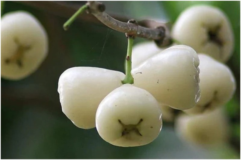 White Jamun Benefits