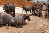 buffaloes cheating gwalior