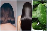 Hair Growth TIPS Mango Leaves For Hair Growth