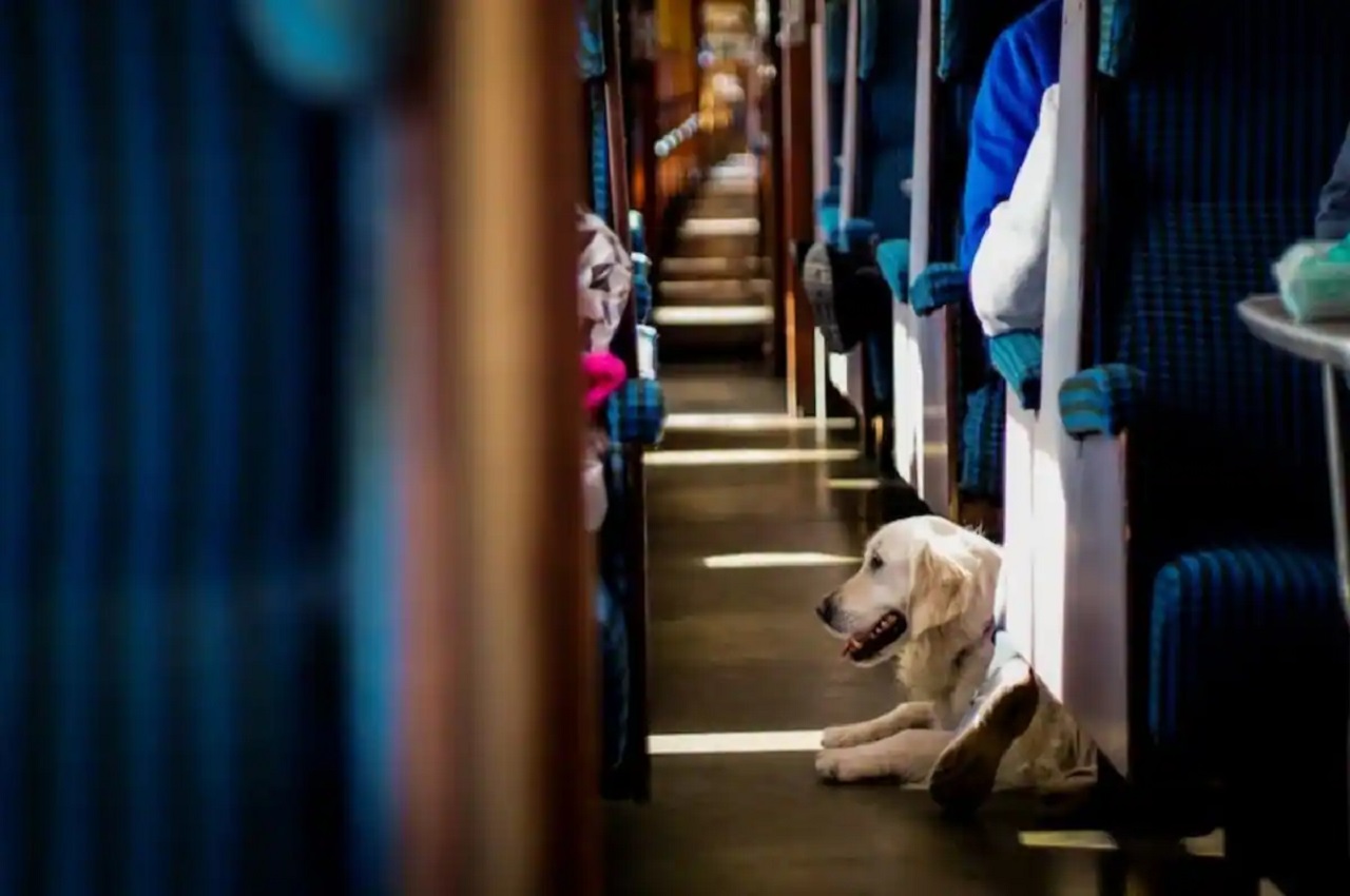 dog in train