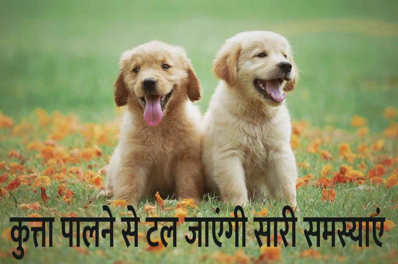 कुत्ता पालने से भी शुभ असर देते हैं अशुभ ग्रह, लेकिन ऐसे लोगों को नहीं पालना चाहिए