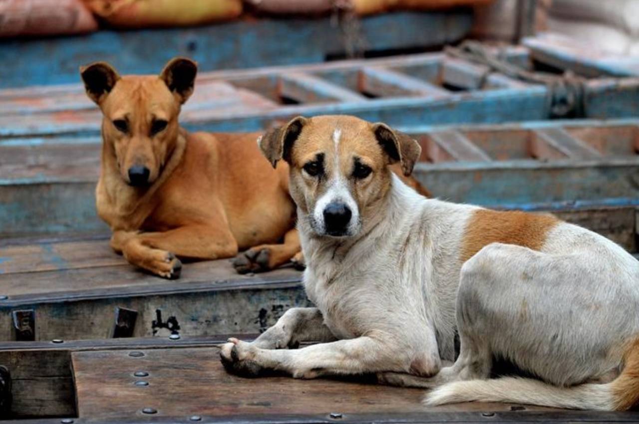 gwalior street dog