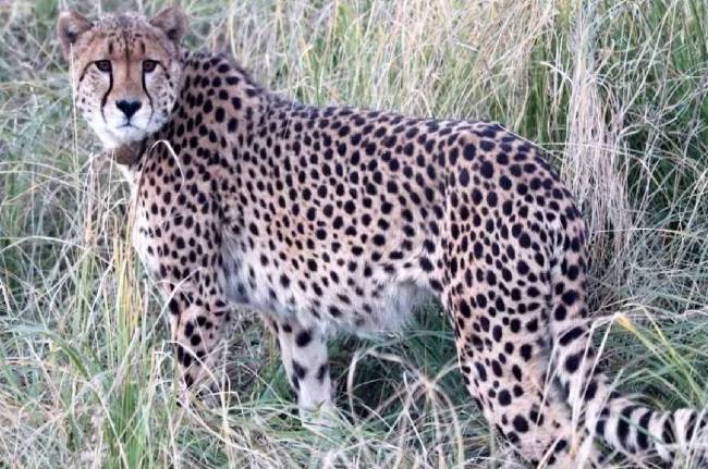 kuno national park another leopard died