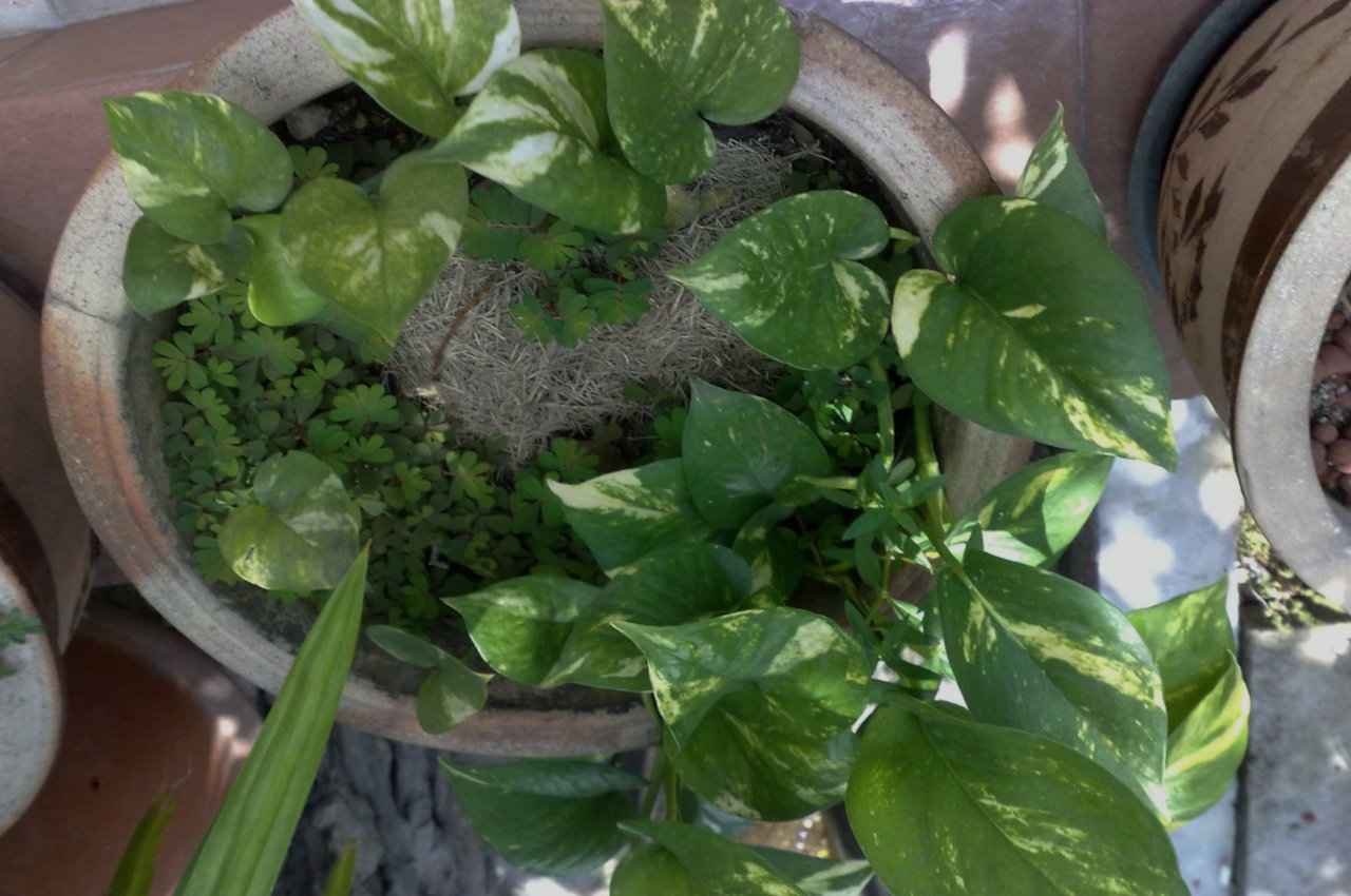 money plant in vastu shashtra vastu tips, vastu tips in hindi, jyotish tips, money plant tips
