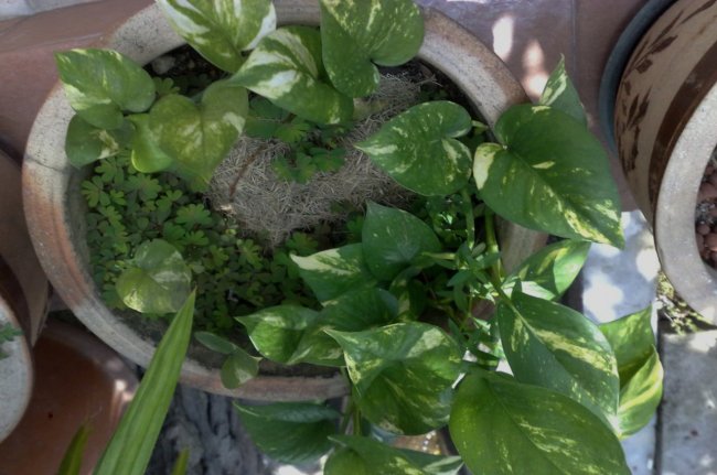 vastu tips, vastu tips in hindi, jyotish tips, money plant tips