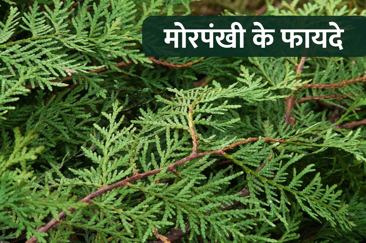 Jyotish tips, morpankhi plant vastu, morpankhi ke fayde, vastu tips, vastu tips in hindi