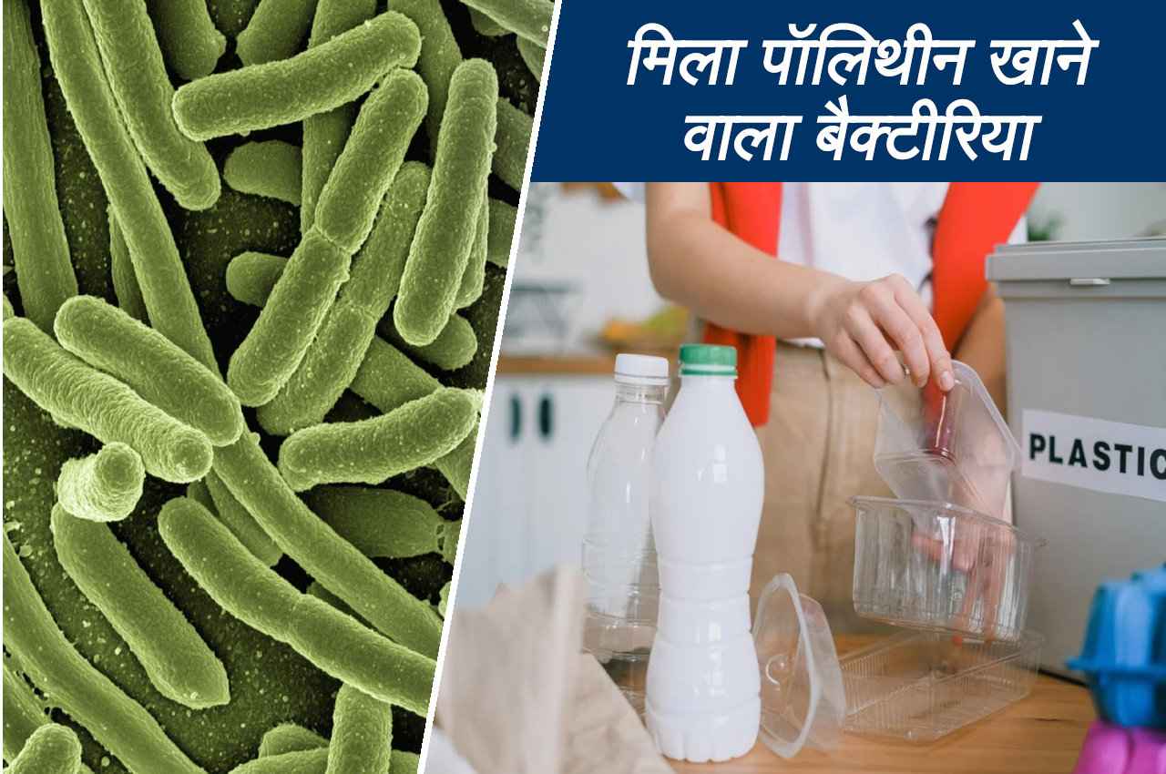 वैज्ञानिकों को मिला पॉलिथीन खाने वाला बैक्टीरिया, जल्द खत्म होगी प्लास्टिक वेस्ट की समस्या