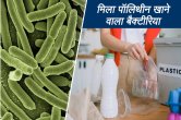 Science news, science news hindi, plastic eating bateria, technology news,