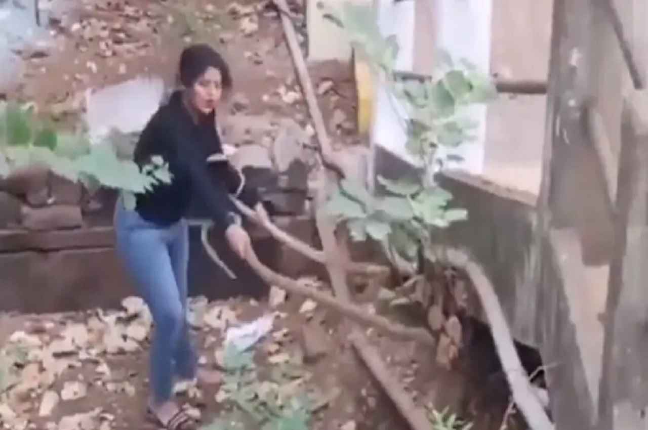 खतरनाक! दो बड़े कोबरा के बीच कूद गई निडर लड़की, आगे क्या हुआ? देखें Video