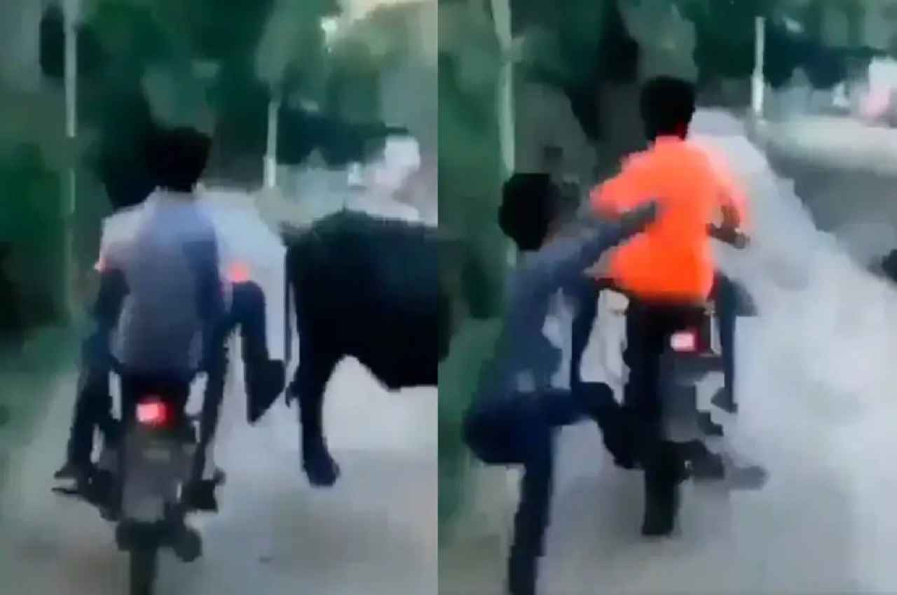 Viral Video: भैंस को चोट पहुंचाने पहुंचा लड़का खुद दूर जाकर गिरा, लोग बोले- जैसी करनी वैसी भरनी