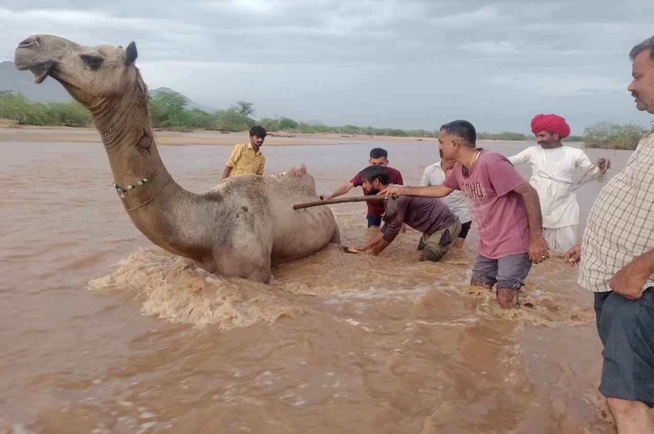 Barmer: धीरा की मझधार में फंसा सिंकदर का ऊंट, प्रशासन से लगाई मदद की गुहार