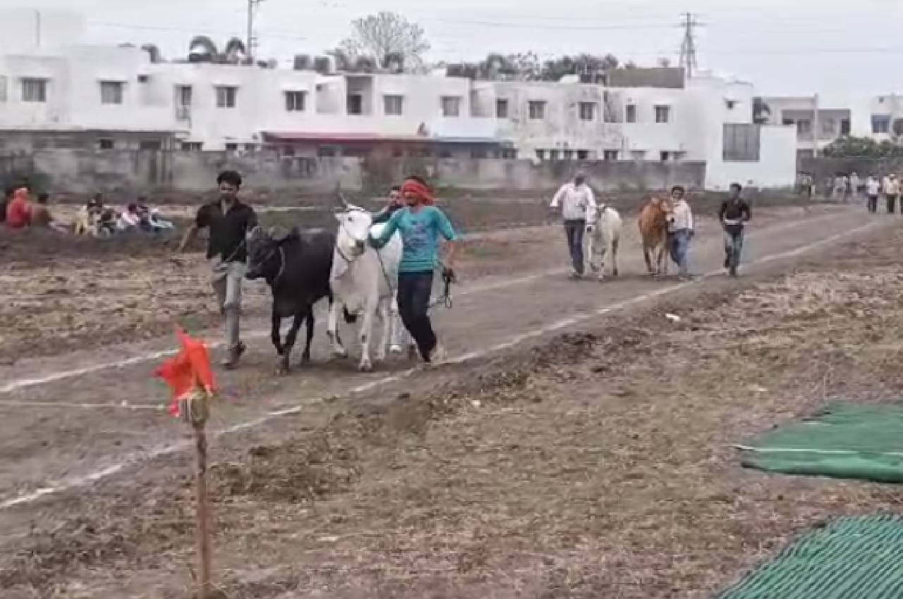 Bhopal Bullock Cart Race