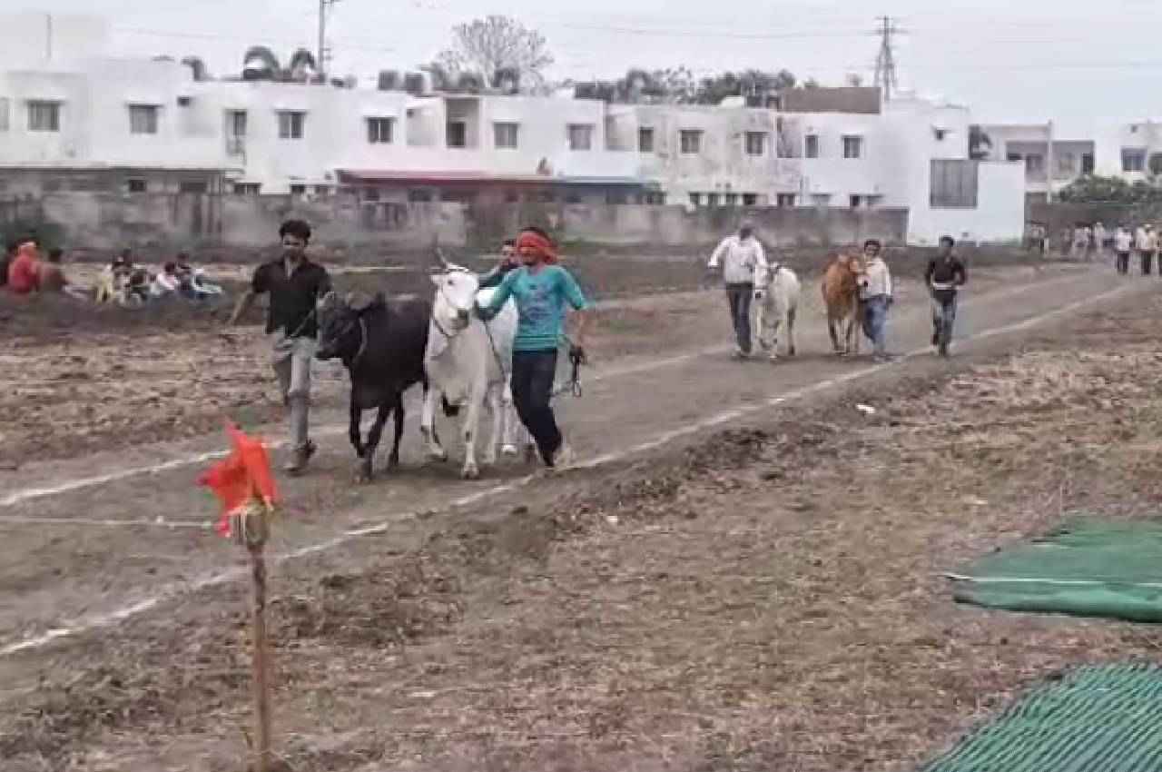 ये दौड़ है जरा हटके: भोपाल में हुर्र की आवाज पर 36 जोड़ी बैलों ने लगाई दौड़, बादल-विट्‌ठल चखा जीत का स्वाद