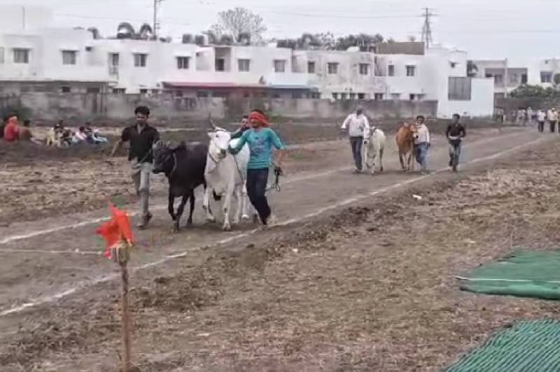 Bhopal Bullock Cart Race