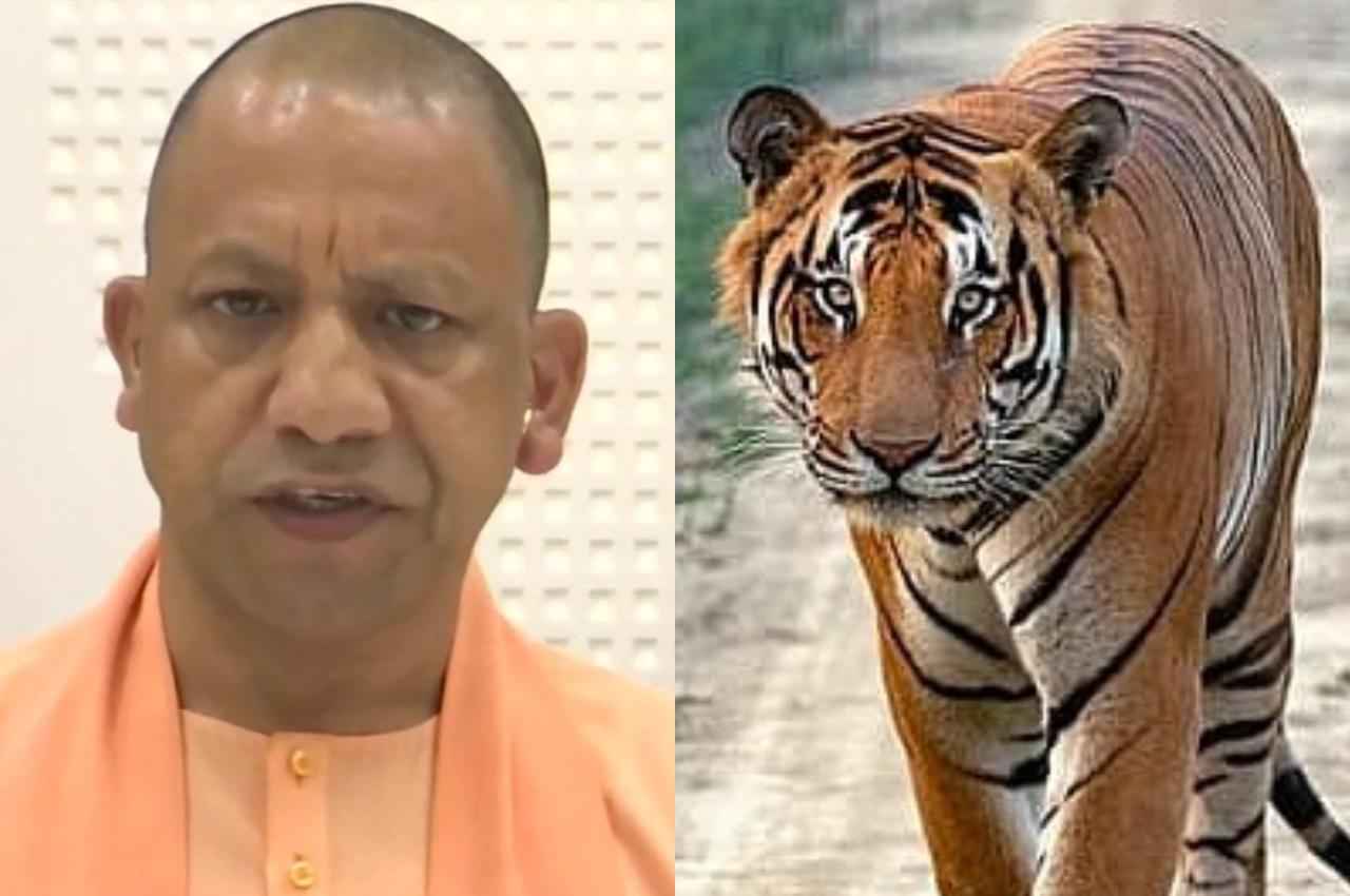 दुधवा टाइगर रिजर्व में 5 बाघों की मौत पर CM योगी सख्त; वन मंत्री और अधिकारियों को जांच के लिए भेजा जंगल