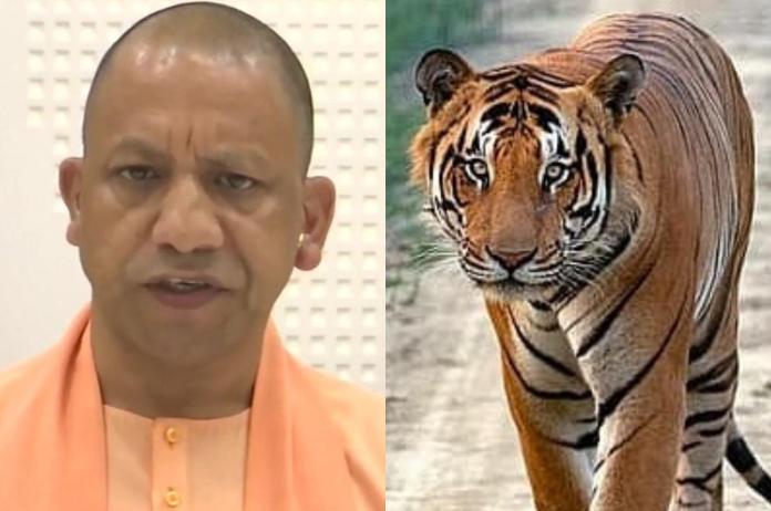 CM Yogi, Death of Tigers, Dudhwa Tiger Reserve, Dudhwa National Park, UP News, Lakhimpur Kheri News