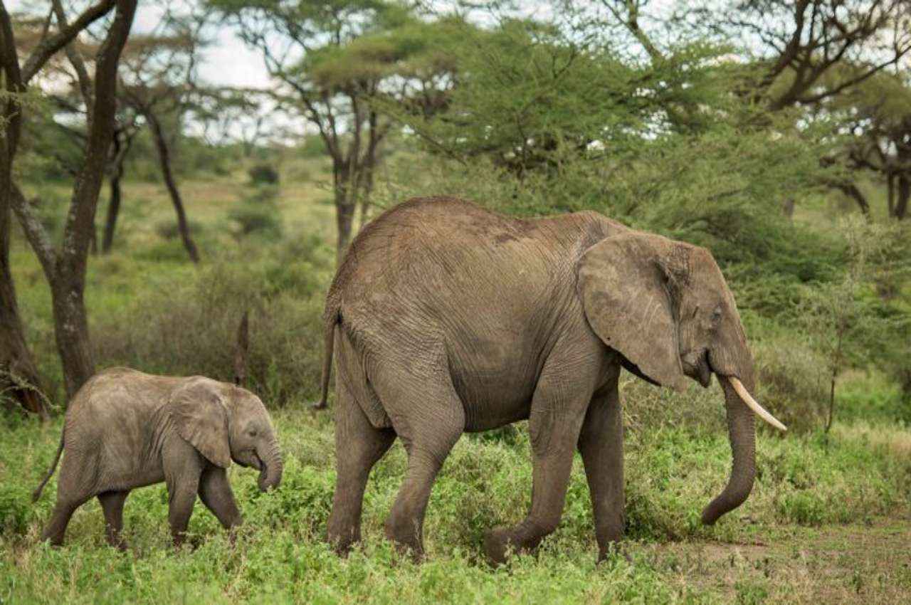 Elephant Alert App: भूपेश बघेल सरकार ने हाथियों की ट्रैकिंग के लिए लॉन्च किया खास ऐप, हर मूवमेंट पर नजर रख पाएंगे ग्रामीण