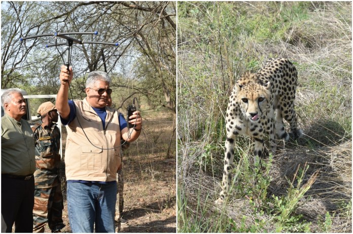 Tiger Project, Bhupender Yadav, Kuno National Park, Madhya Pradesh, MP News