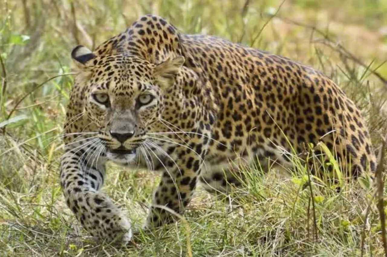 लखीमपुर खीरी में तेंदुए का आतंक; 4 दिन में 4 किसानों को बनाया निवाला, दहशत में लोग