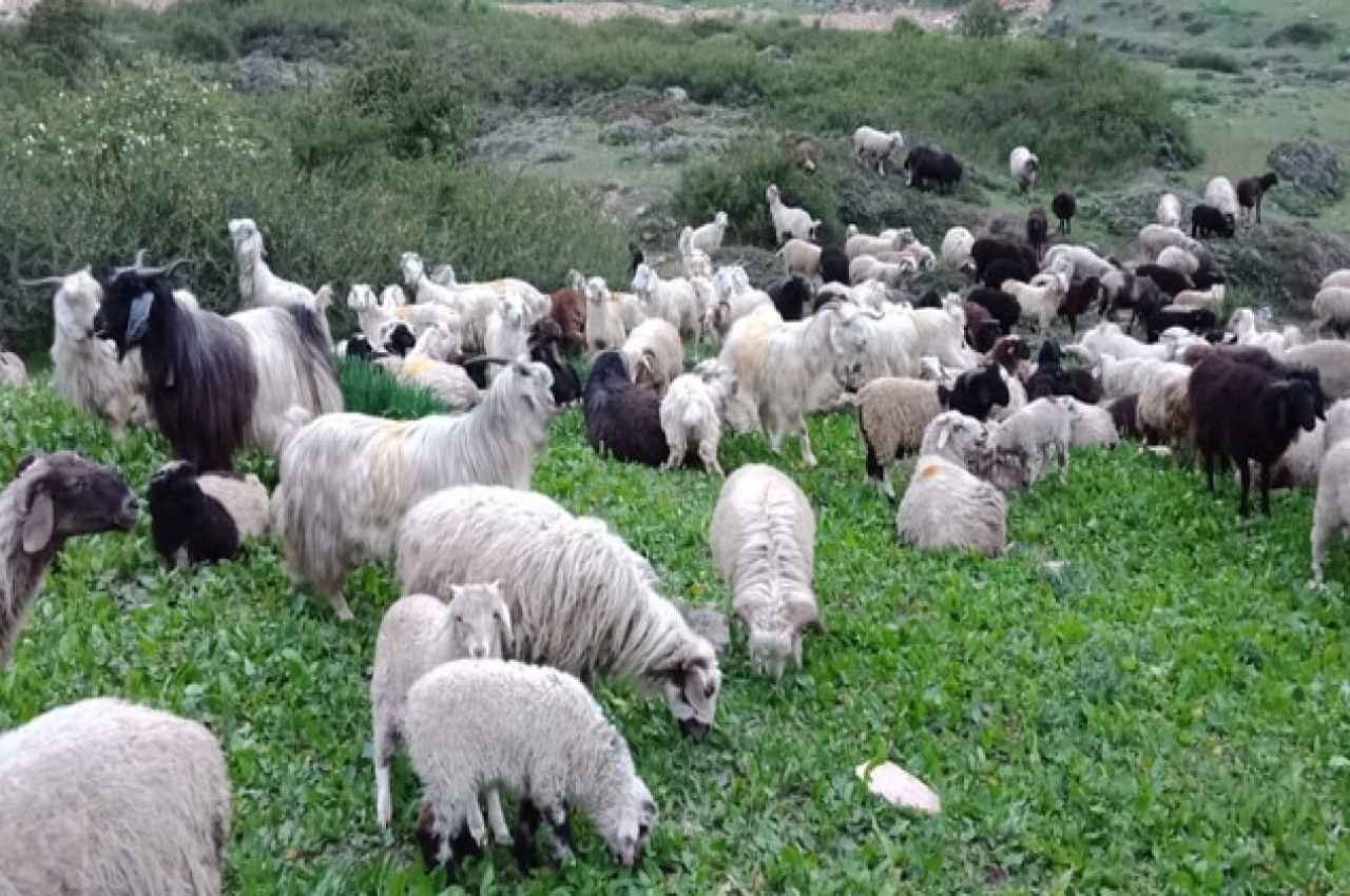 उत्तराखंड के पिथौरागढ़ में भेड़-बकरियों में फैली 'अनजान बीमारी'; अब तक सैकड़ों मवेशियों की मौत, ग्रामीणों ने की ये मांग
