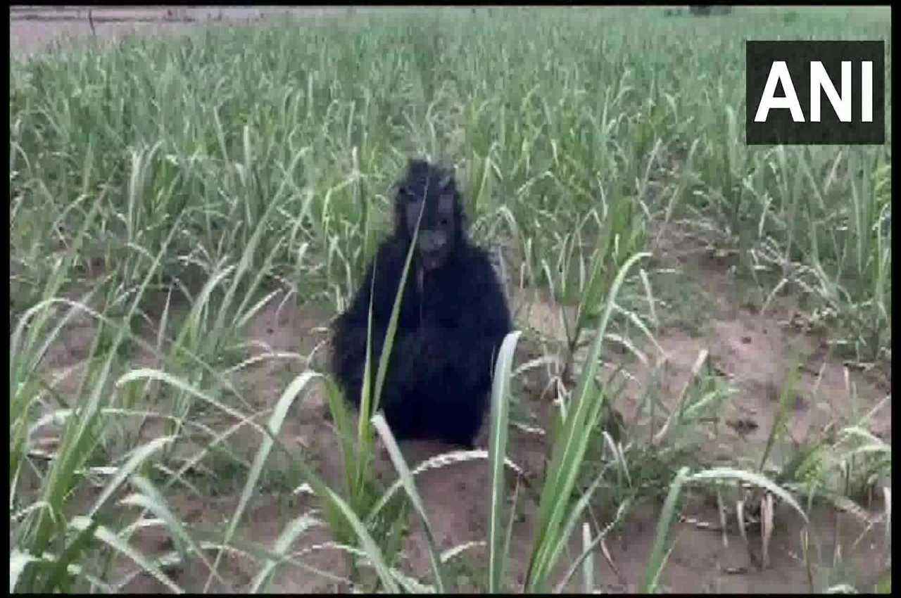 Viral News, Lakhimpur Kheri Farmer, Bear Dress, Monkeys in Lakhimpur Kheri, Kala Bhalu, UP News