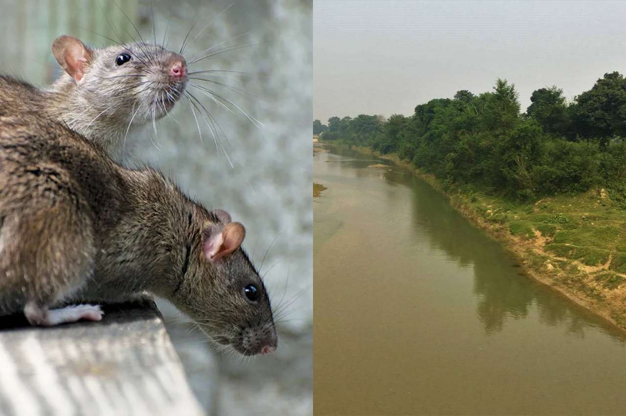 Viral News, Rats Problems, Rohin River dam, Gorakhpur News, UP News