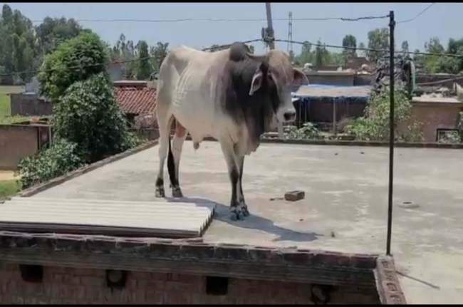 Viral Video, bull on roof, Pilibhit Video, Viral News, gaay ke piche pada sand, gaay aur sand, sand video