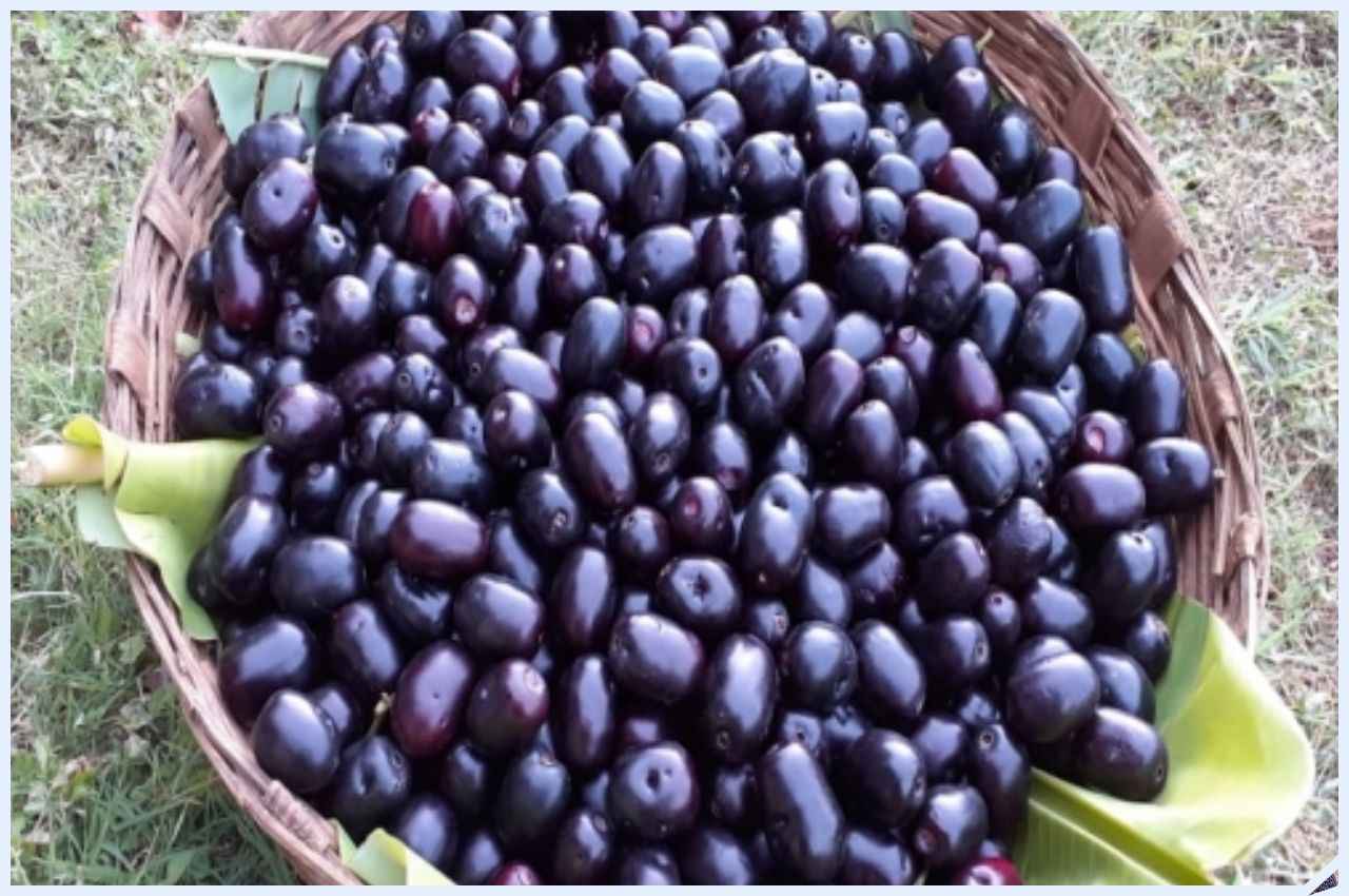 Benefits of Jamun: इस वक्त करें जामुन का सेवन, मिलेंगे यह कमाल के फायदे