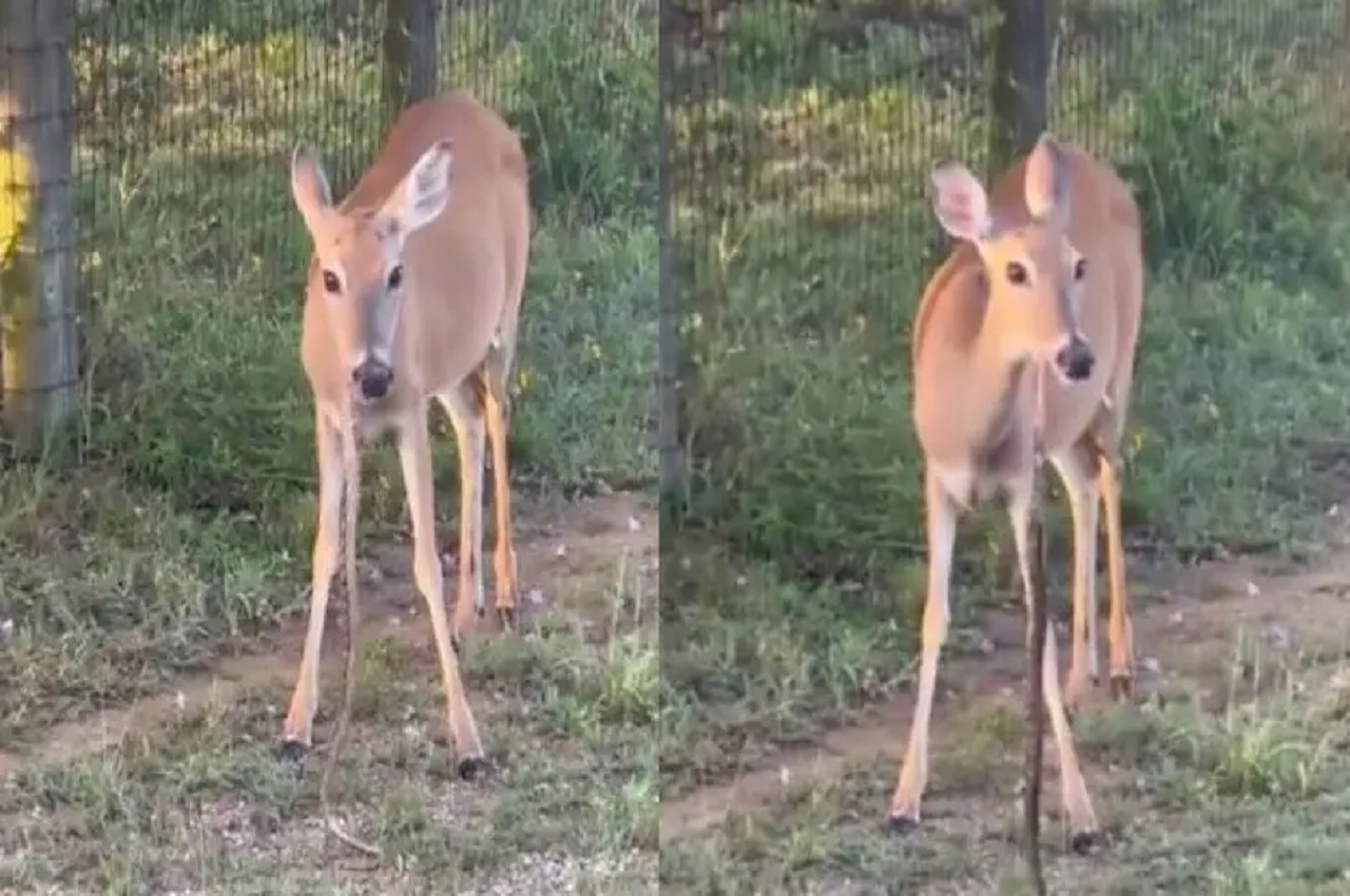 deer eat snake