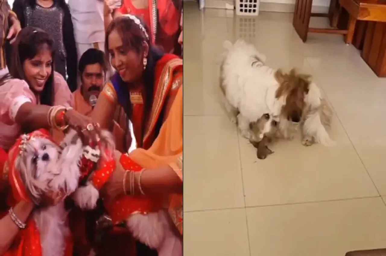 dog video