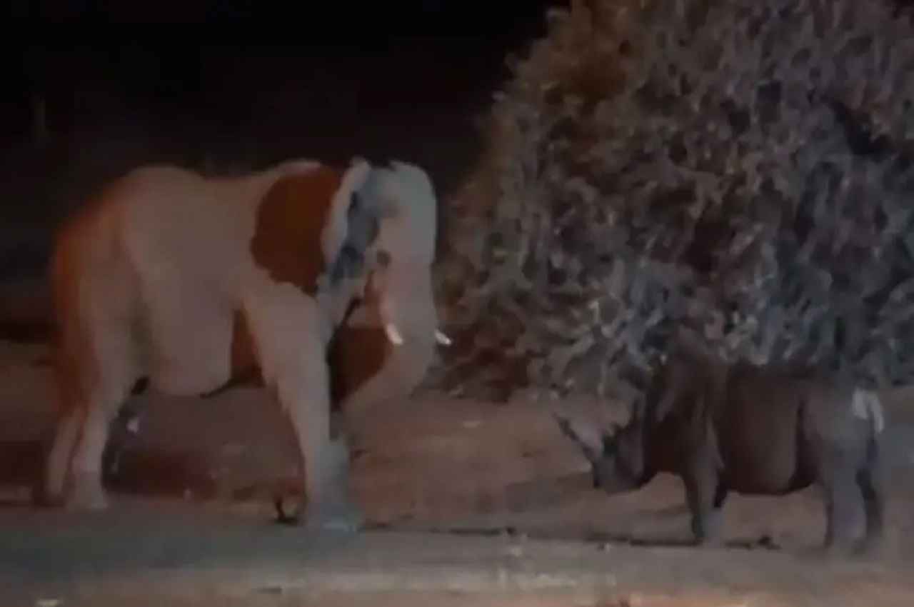 हाथी और गैंडे के बीच जबरदस्त लड़ाई का Viral Video, देखें- अंत में हुई किसकी जीत?