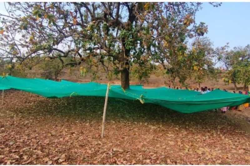 food grade Mahua flowers